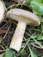 Lactarius circellatus