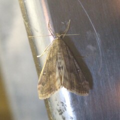 Parapoynx stratiotata