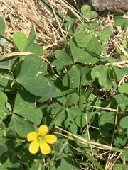Oxalis grandis
