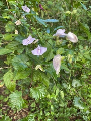 Centrosema arenicola