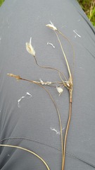 Eriophorum angustifolium