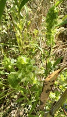 Pedicularis lanceolata