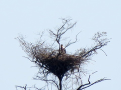 Ephippiorhynchus senegalensis