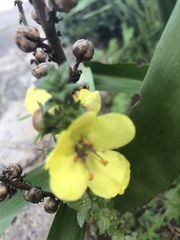 Verbascum virgatum