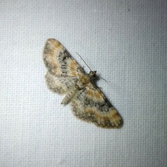 Eupithecia pulchellata