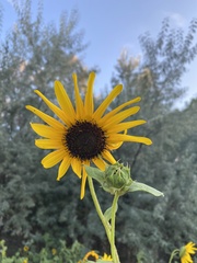 Helianthus annuus