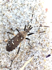 Dicranocephalus agilis