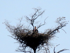 Ephippiorhynchus senegalensis