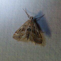 Parapoynx stratiotata