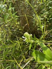 Pedicularis lanceolata