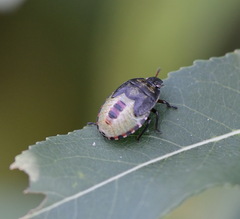 Piezodorus lituratus