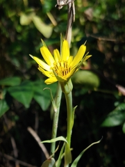 Tragopogon dubius