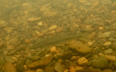 Ptychocheilus oregonensis