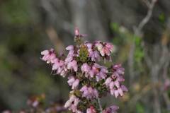 Erica interrupta