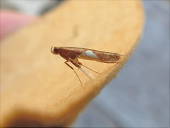 Caloptilia stigmatella