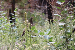 Dendragapus obscurus