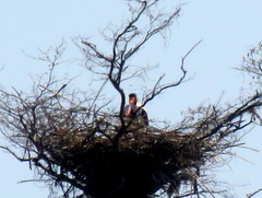 Ephippiorhynchus senegalensis