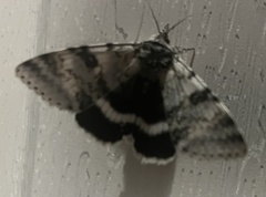 Catocala relicta