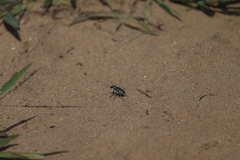 Cicindela scutellaris lecontei