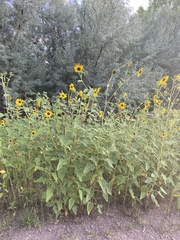 Helianthus annuus