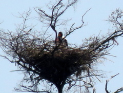 Ephippiorhynchus senegalensis