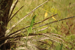 Ctenosaura pectinata