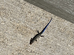 Plestiodon skiltonianus skiltonianus