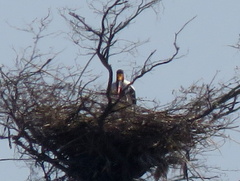 Ephippiorhynchus senegalensis