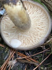 Lactarius circellatus