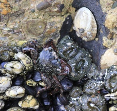 Pachygrapsus crassipes