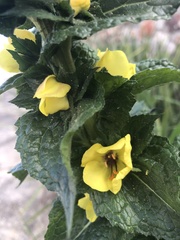 Verbascum virgatum