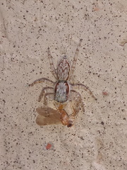 Menemerus bivittatus