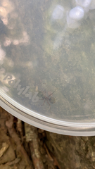 Camponotus chromaiodes