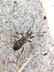 Dicranocephalus agilis