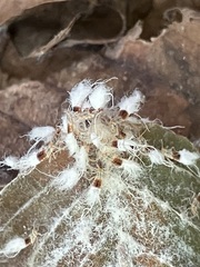 Grylloprociphilus imbricator