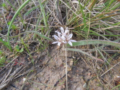 Trachyandra hispida