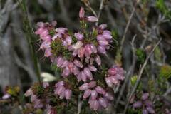 Erica interrupta