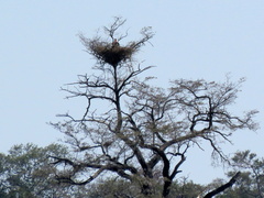Ephippiorhynchus senegalensis