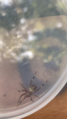 Neoscona domiciliorum