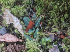 Goodyera oblongifolia