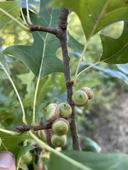 Quercus palustris