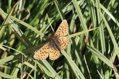 Boloria chariclea
