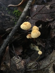 Marasmius siccus