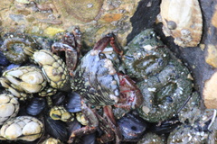 Pachygrapsus crassipes