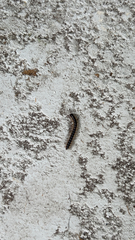 Asiomorpha coarctata