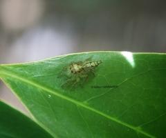 Hyllus