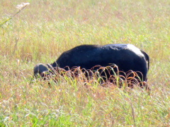 Syncerus caffer caffer