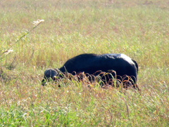 Syncerus caffer caffer