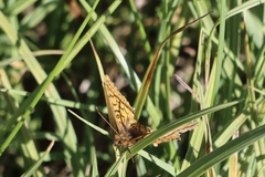 Boloria chariclea