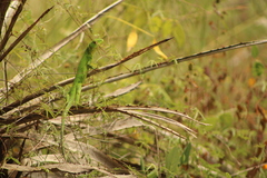 Ctenosaura pectinata